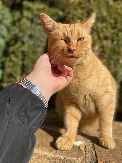 Nuevo cronograma para el quirófano móvil de animales