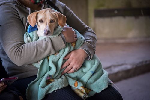 El Municipio establece una nueva sede para las castraciones de animales